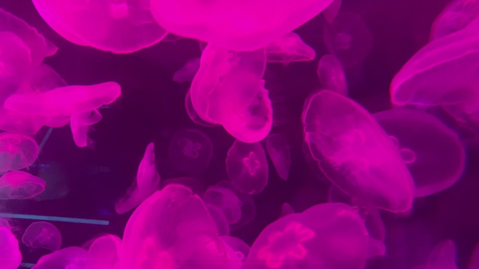 【4k实拍】海洋馆海月水母彩灯变色