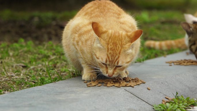 猫吃食喂食流浪猫