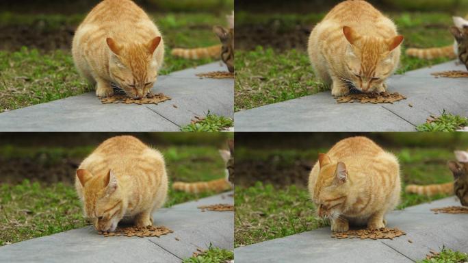 猫吃食喂食流浪猫