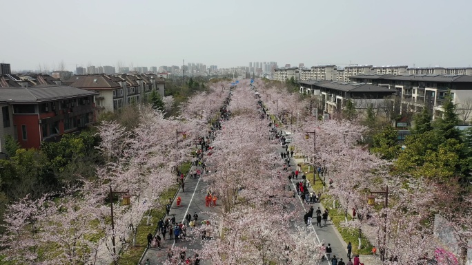 樱花路