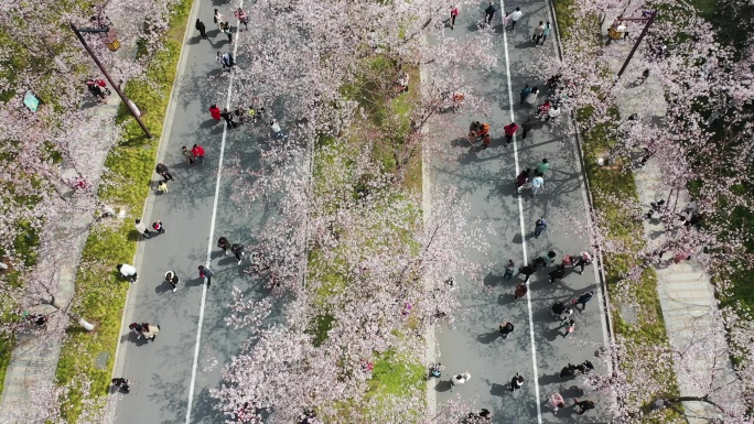 樱花路