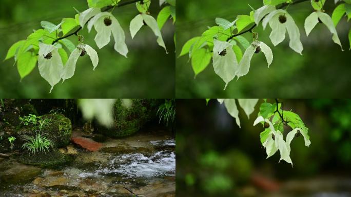 自然生态植物珙桐树鸽子花特写高清素材