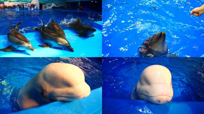 海洋馆白鲸海豚视频