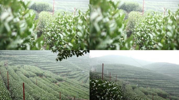 下雨中茶山景色