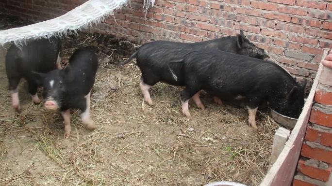 实景拍摄农家黑猪养殖猪