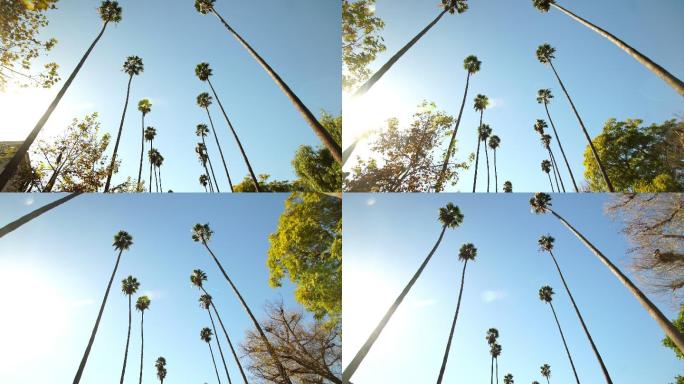 仰视拍摄的棕榈树