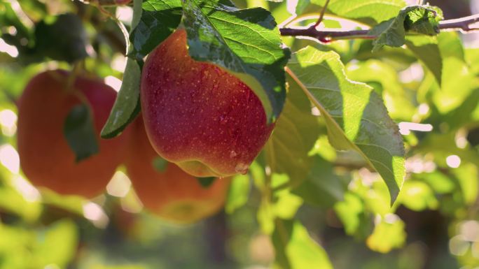 4k果园进口水果树枝苹果