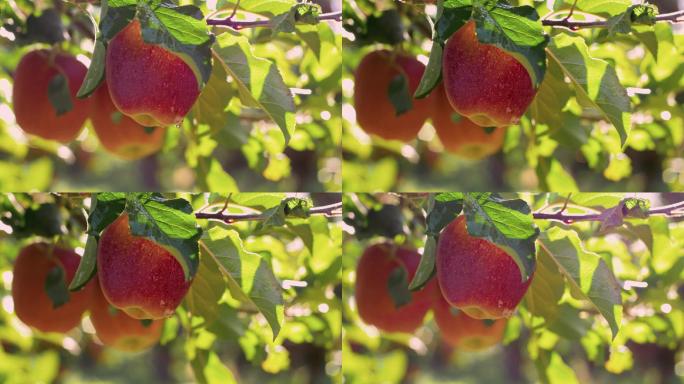 4k果园进口水果树枝苹果