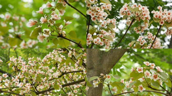 油桐花