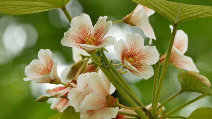 油桐花