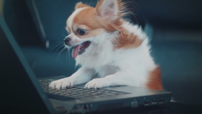 吉娃娃狗玩笔记本电脑