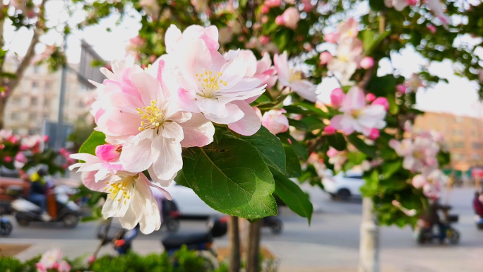 春天都市里的各种花