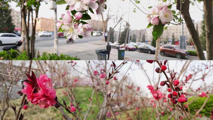 春天都市里的各种花