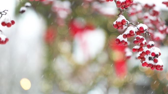 4K树枝挂雪红色果实灯笼下雪雪花