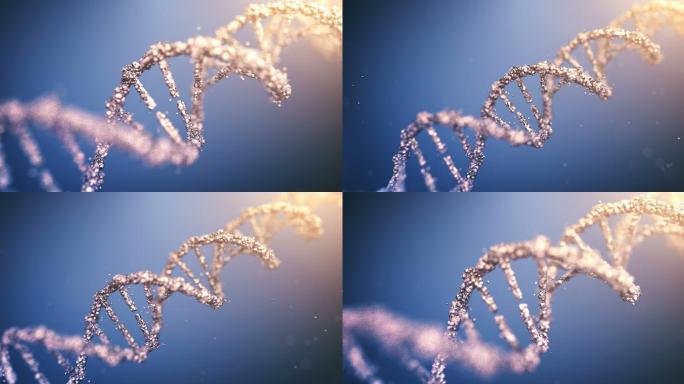 DNA放大和缩小生物学基因