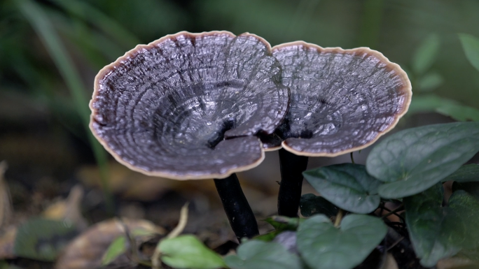 灵芝种植生产过程