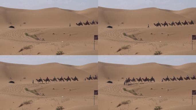 宁夏沙坡头景区骑骆驼