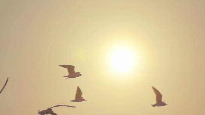 超慢动作海鸥飞行夕阳下太阳余晖落日翱翔纷