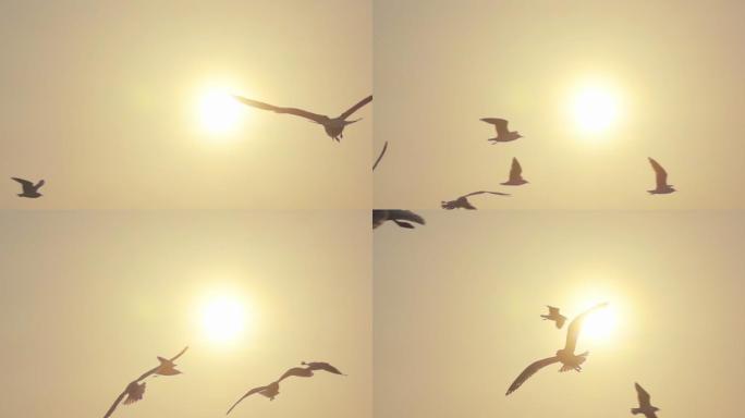 超慢动作海鸥飞行夕阳下太阳余晖落日翱翔纷
