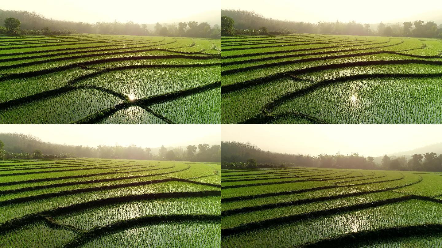 日出时的稻田航拍风景新农村建设美丽扶贫乡