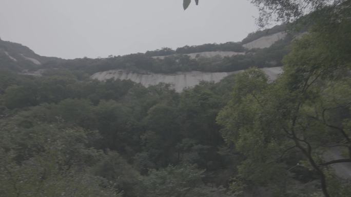 绿色植物与山林空景4K