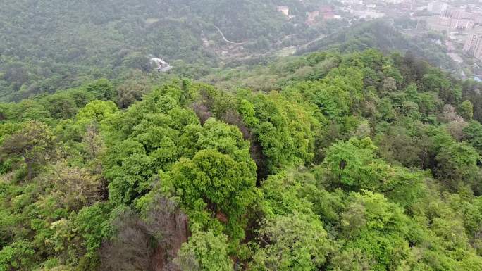 湾里梅岭老四坡