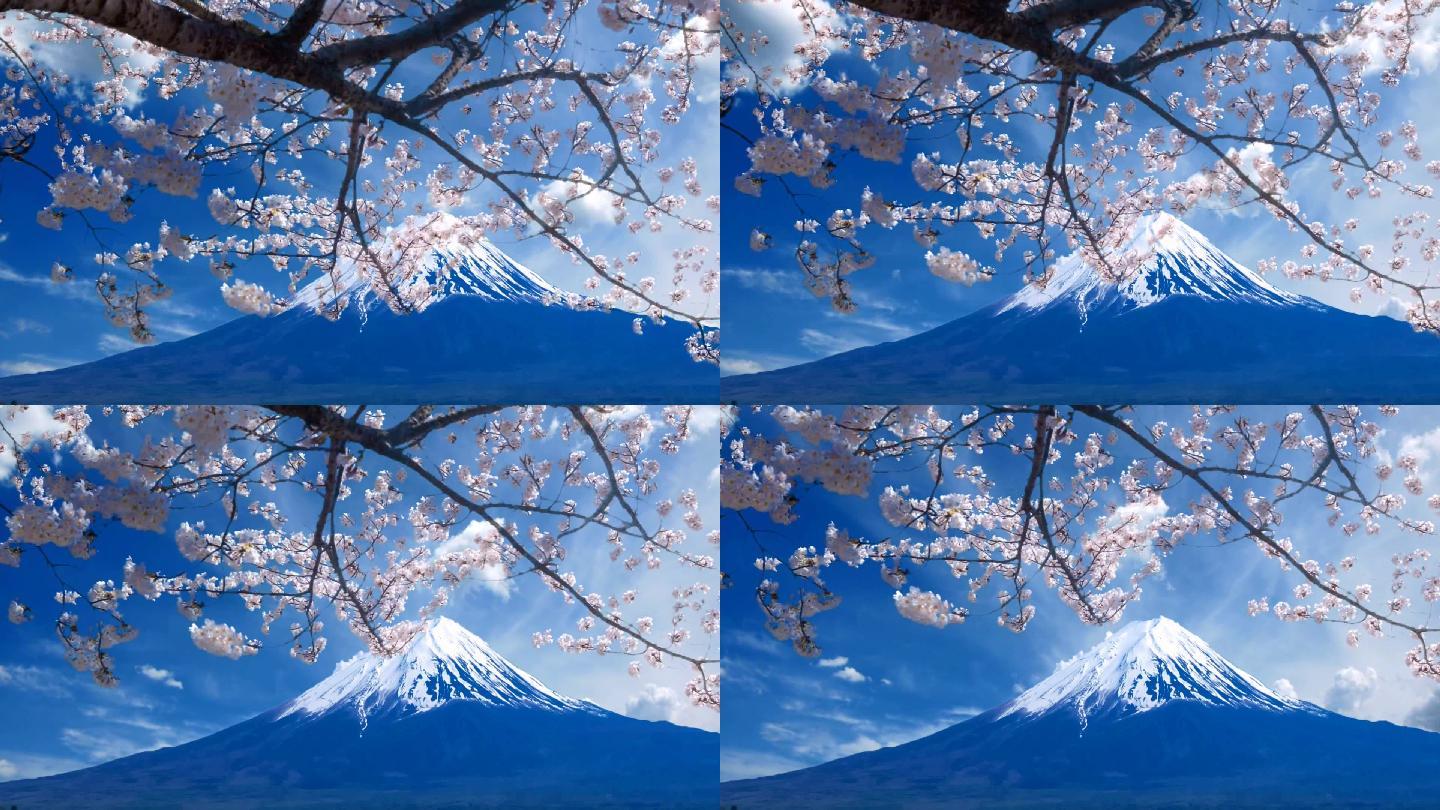 樱花富士山 19x1080 高清视频素材下载 编号 舞台背景 Vj师网www Vjshi Com