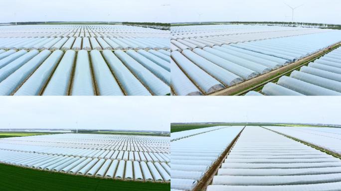 【4K】实拍农场百亩蔬菜大棚