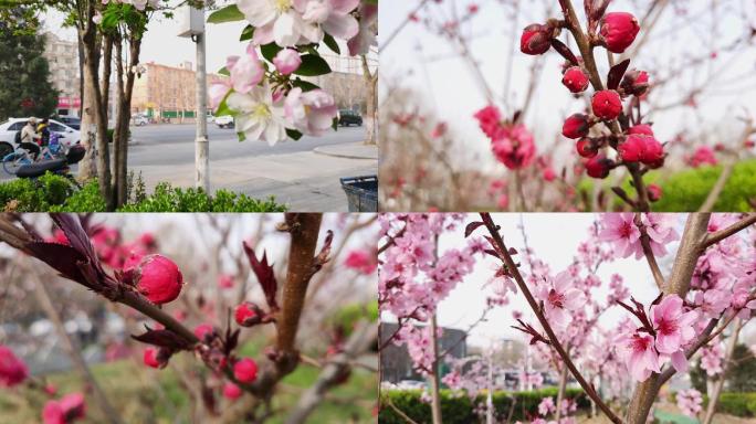 春暖花开-城市春天的街边美景