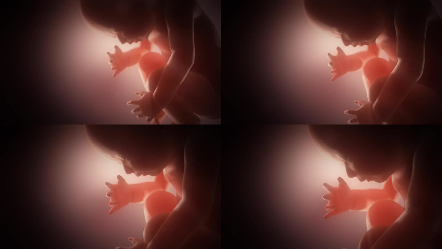 粉红色胎儿十月怀胎子宫内部婴儿生长发育动