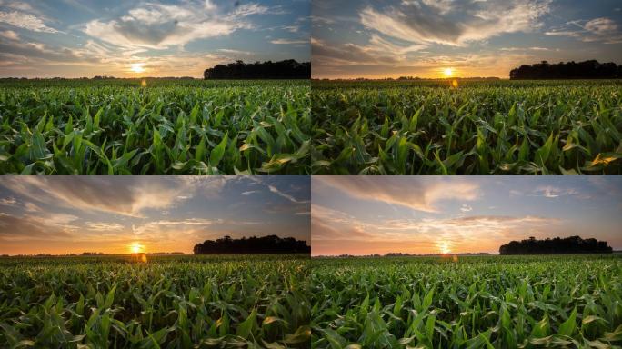 日落时的玉米地种植业粮食黄昏