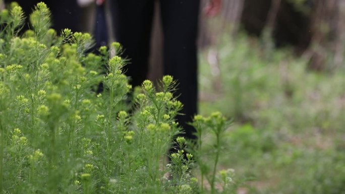 唯美油菜花农村走访下基层