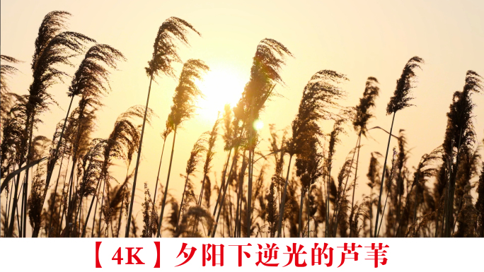 【4K】夕阳逆光芦苇