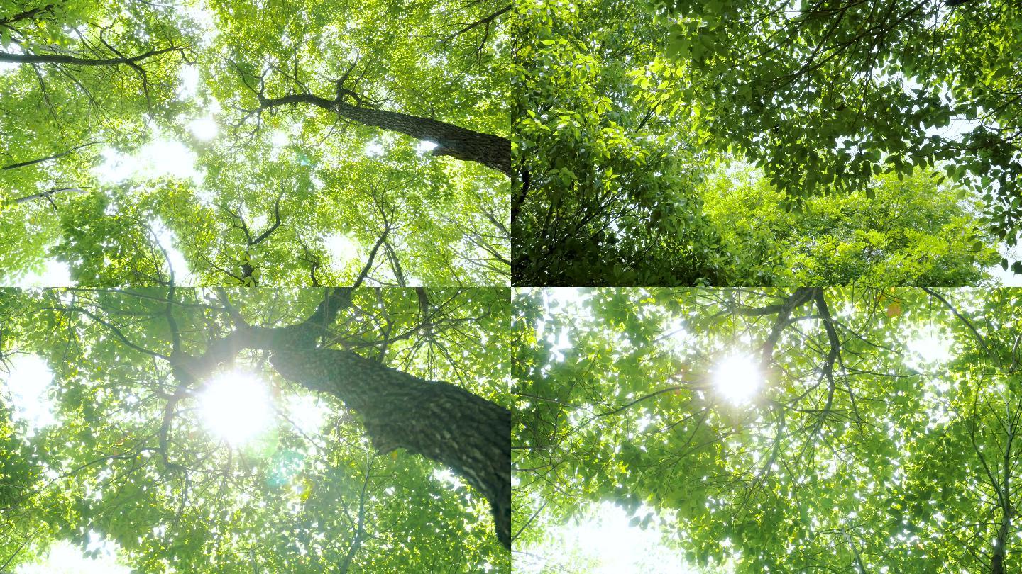 阳光树林、树叶树木