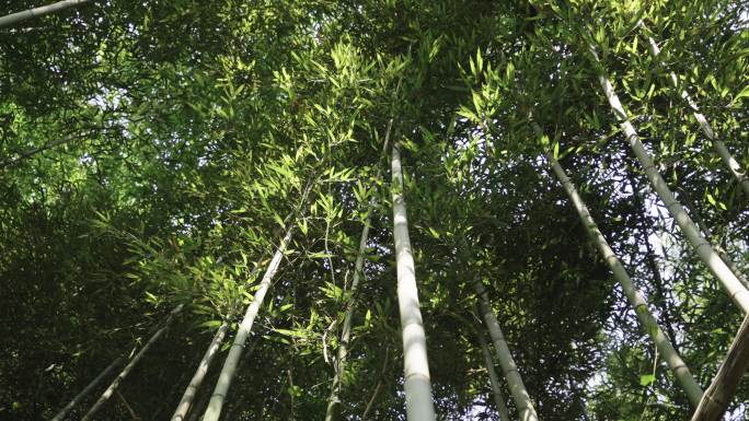 【4k】竹子翠竹挺拔竹林