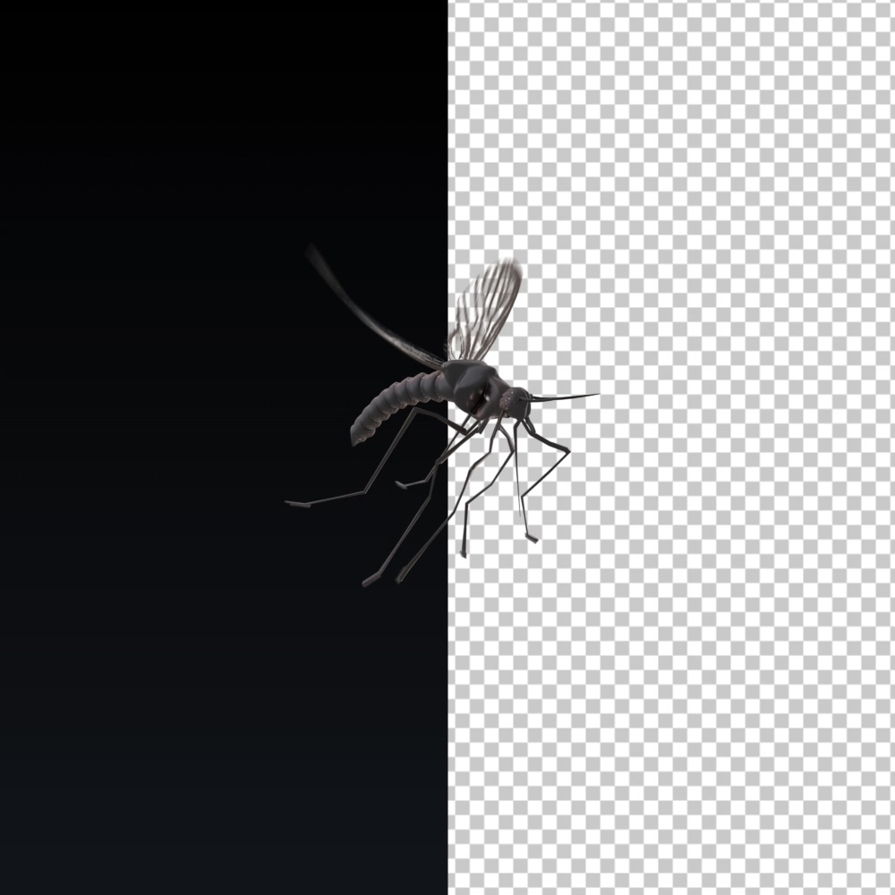 单个蚊子