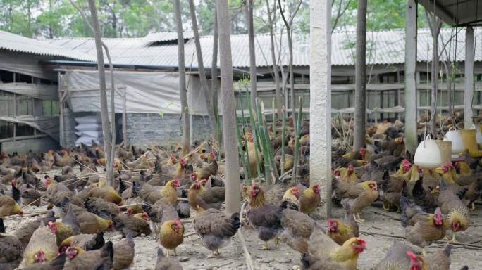 养鸡场的鸡群母鸡-6