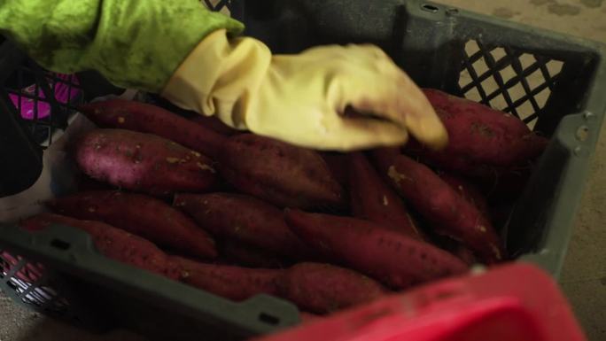 红薯、农民收红薯、红薯地航拍、红薯丰收