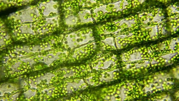 叶绿体运动的植物细胞