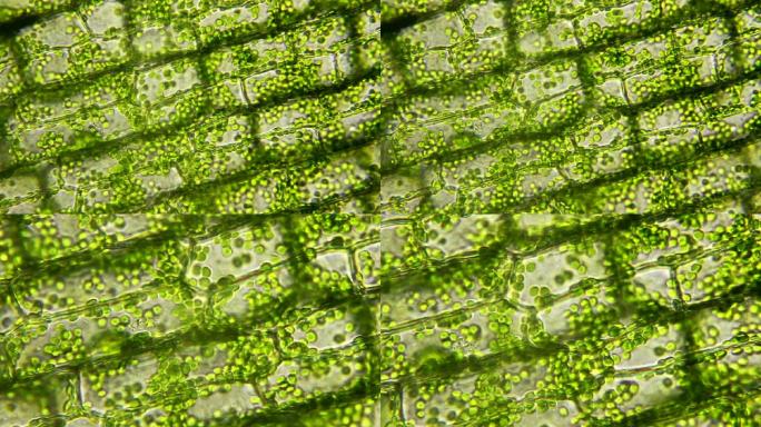 叶绿体运动的植物细胞
