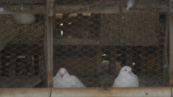 鸽子养殖场鸽子在思考