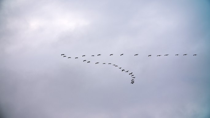 候鸟的慢动作大海海岛湿地湖泊戏水鸟类生态