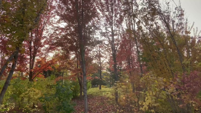 公园树林秋季唯美红叶