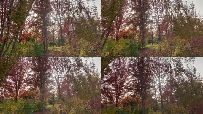 公园树林秋季唯美红叶