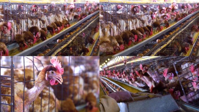 养殖场养鸡场养殖专业合作社