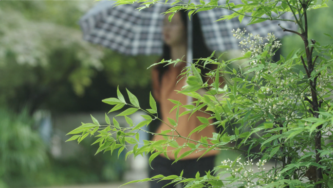 雨中的大学校园