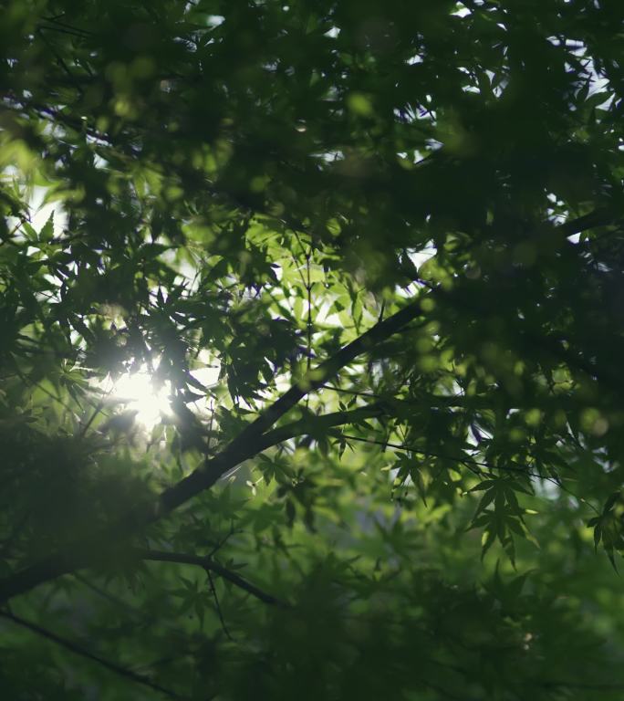 竖屏夏天园林树叶实拍