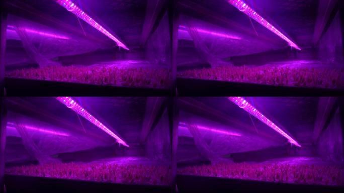 科技育苗、紫外线温室4k