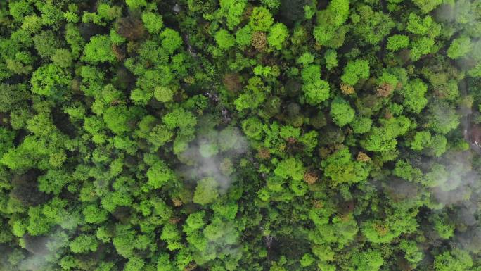 航拍俯拍原始森林云雾飘过高清素材