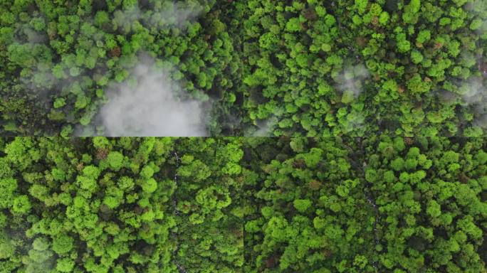 航拍俯拍原始森林云雾飘过高清素材